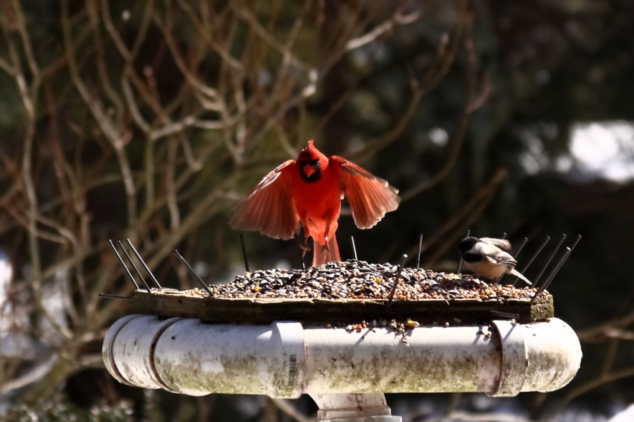2013 03 09 IMG 8544e